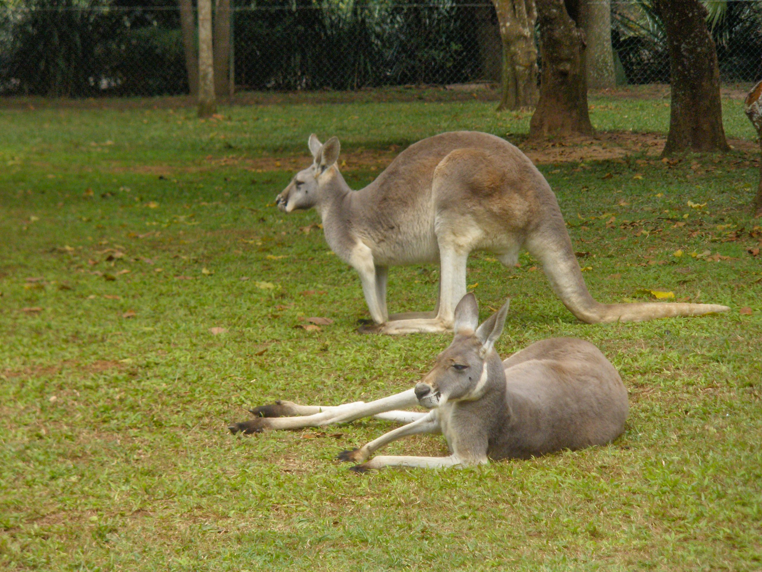 A pair of kangaroos at a nature reserve in Queensland